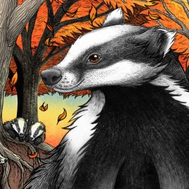 Badgers At Fall