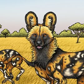 African Painted Dogs