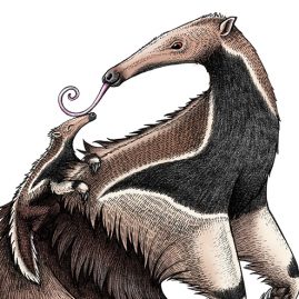 Giant Anteaters