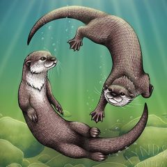 Asian Small-Clawed Otters