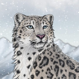 Snow Leopard
